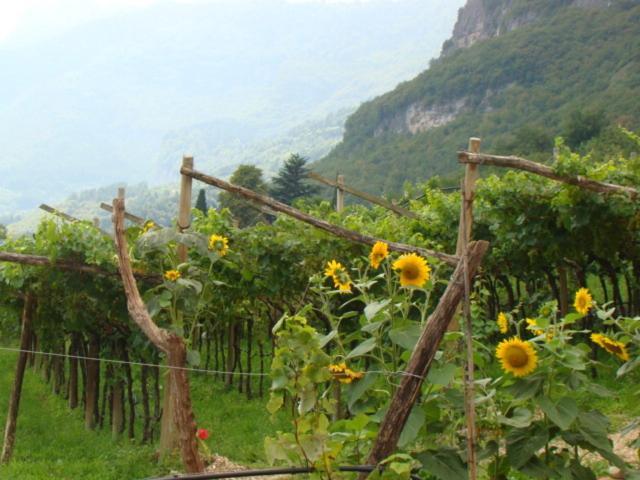 Agritur Maso Spezial Villa Villa Lagarina Szoba fotó